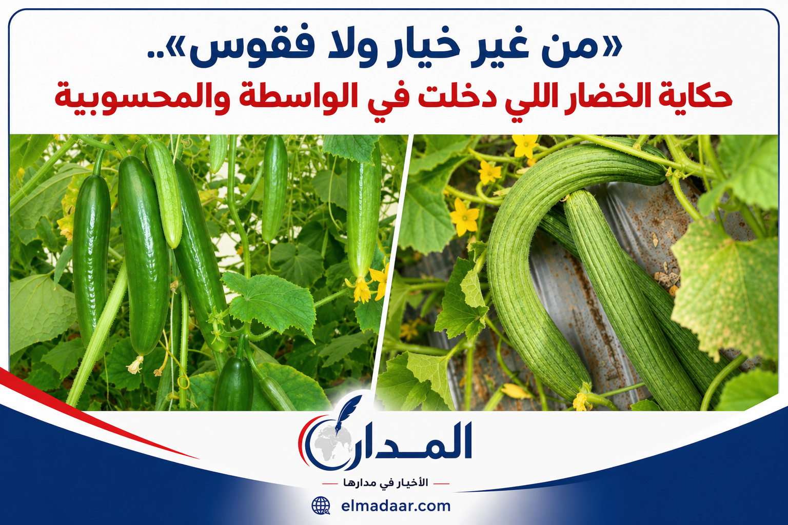 «من غير خيار ولا فقوس»:                                                               رغم أنهما من عائلة واحدة.. حكاية الخضار الذي دخل عالم الواسطة والمحسوبية