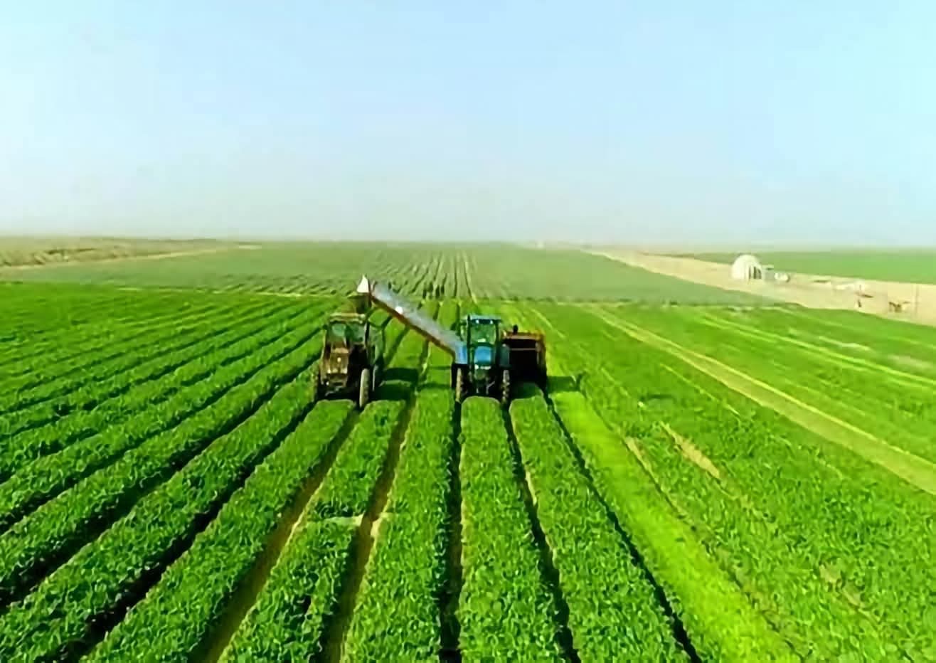 في عيد الفلاح الـ74.. 10.5 مليون فدان مساحة منزرعة وصادرات زراعية قياسية