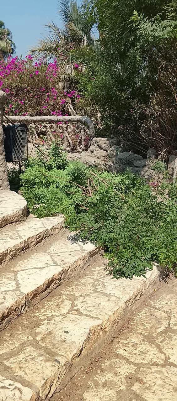 «الزراعة» تؤكد سلامة أشجار حديقة الأسماك بالزمالك بعد معاينة ميدانية