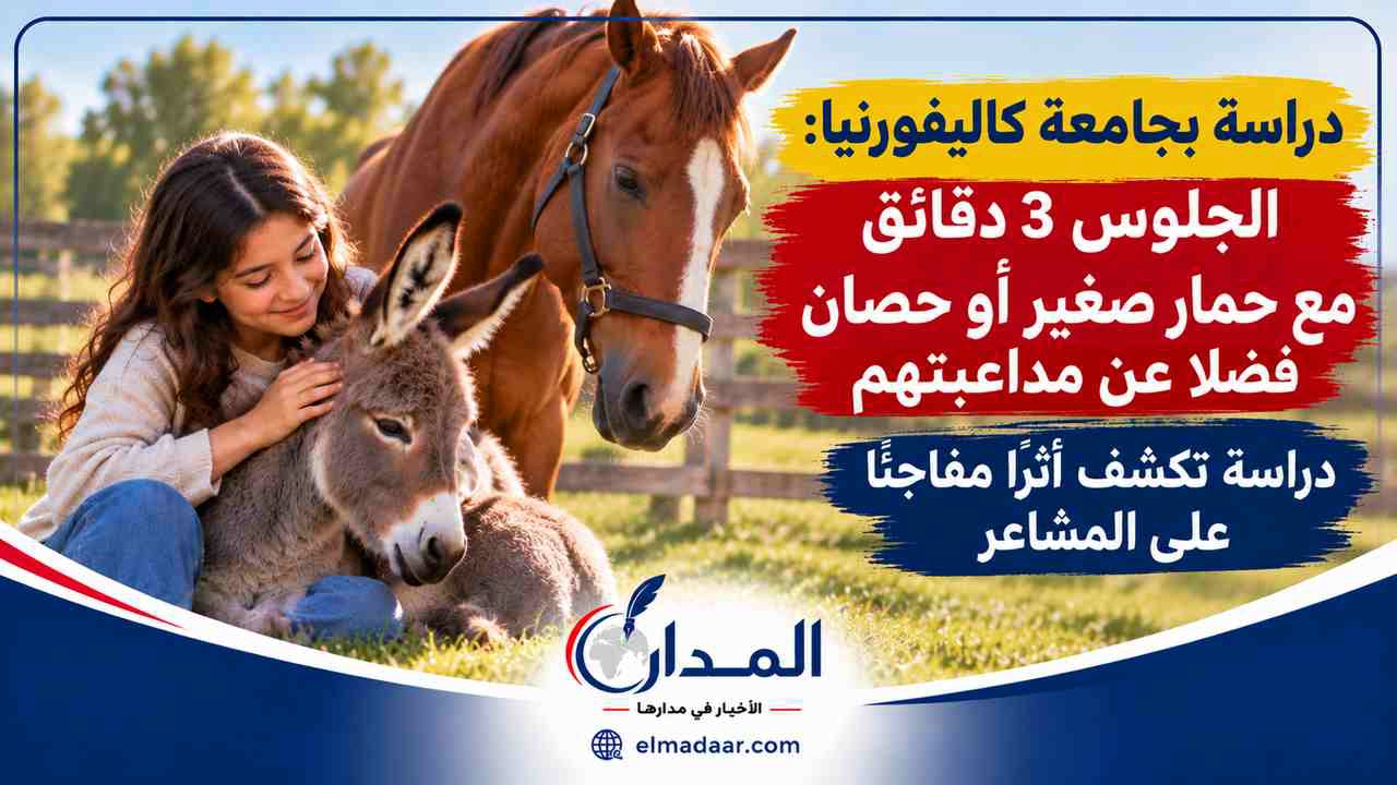 دراسة بجامعة كاليفورنيا:       3 دقائق فقط مع حمار صغير أو حصان فضلا عن مداعبتهم.. دراسة تكشف أثرًا مفاجئًا على المشاعر