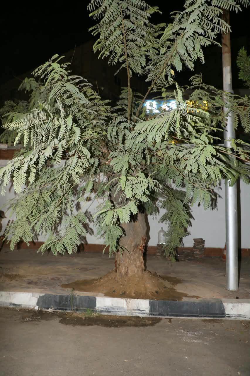 بعد سقوطها على عقار بمصر الجديدة.. نقل شجرة «بونسيانا» وإعادة زراعتها في موقع مجاور