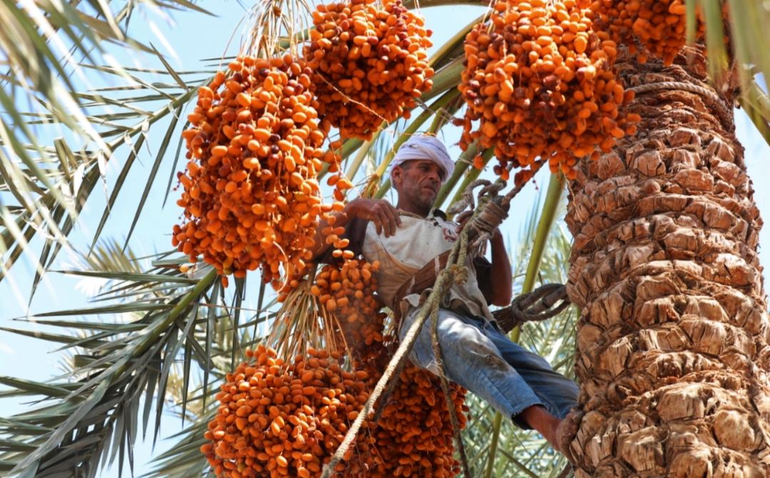 مصر الأولى عالميًا في إنتاج التمور.. لكنها خارج قائمة أكبر 10 دول مصدرة